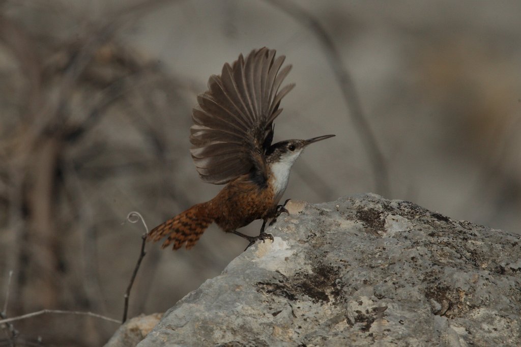 Canyon Wren 2013-12-17 (1280x853).jpg